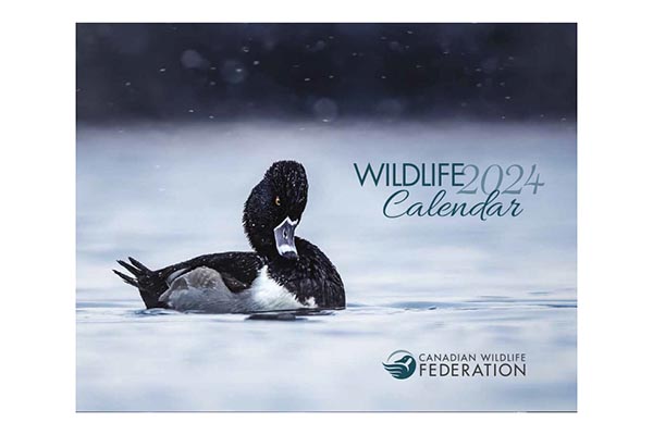Free 2024 Wildlife Calendar
